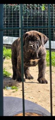 Les chiots de Dogo Canario