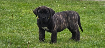 Les chiots de Dogo Canario