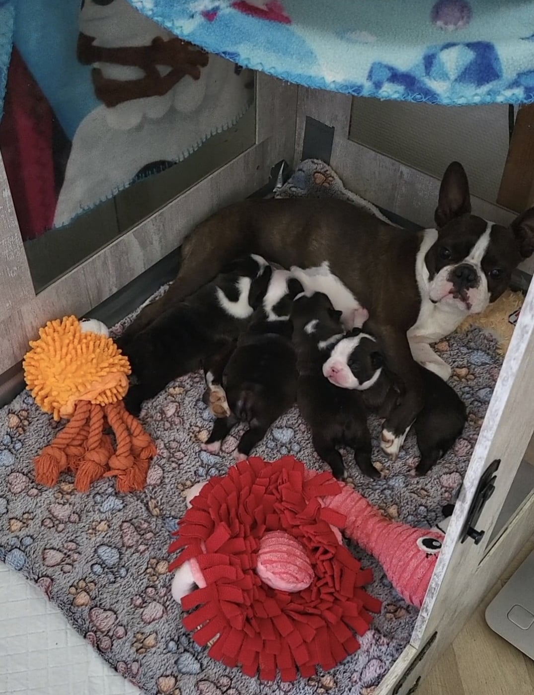 Boston Terrier - d'Elladuchien