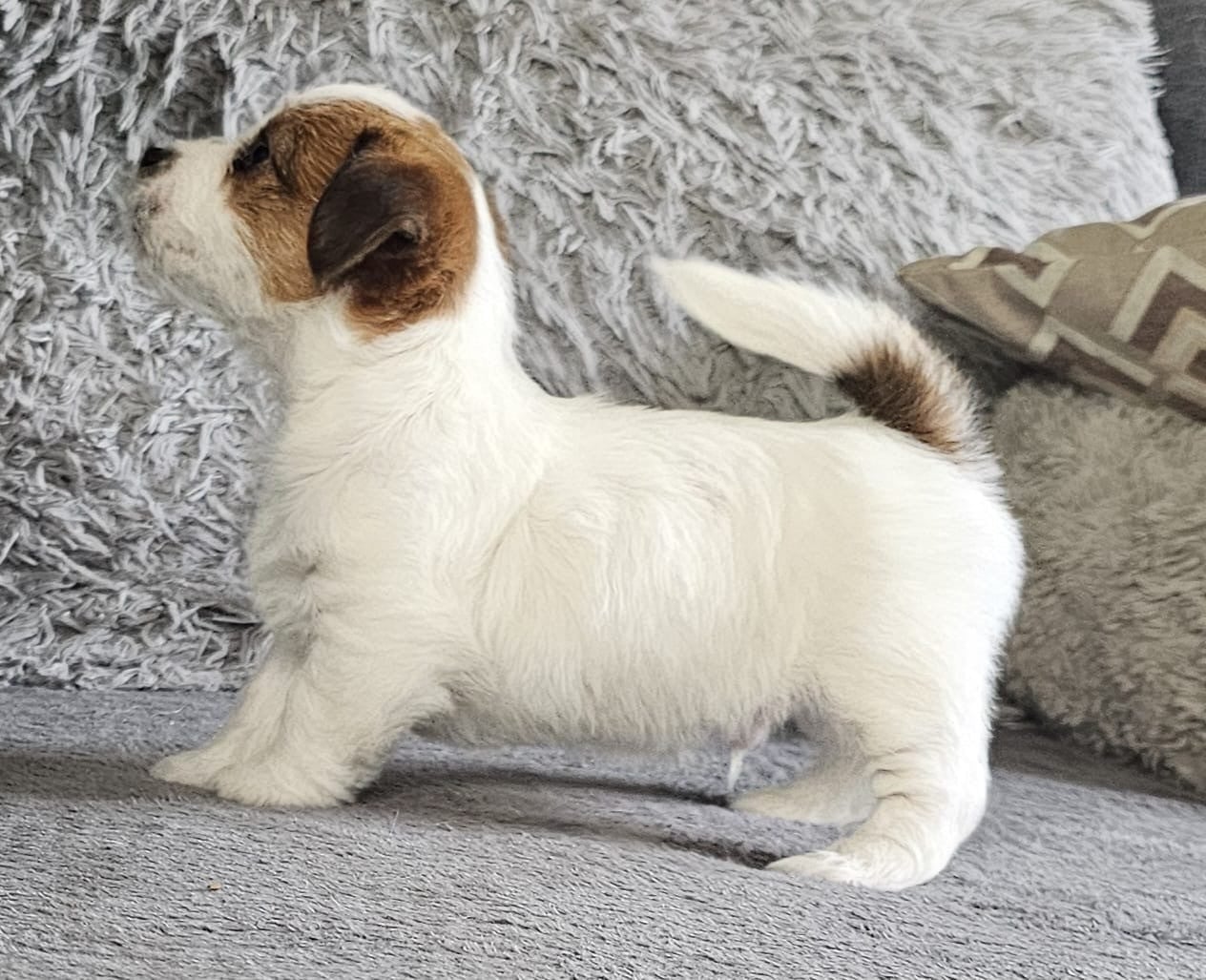 Bee - Jack Russell Terrier