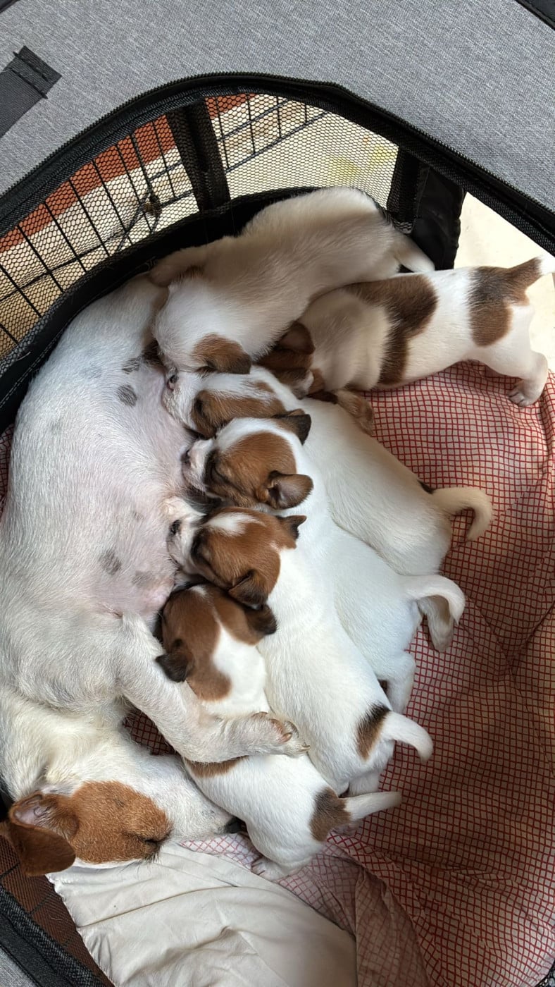 Jack Russell Terrier - Lacus Meduli