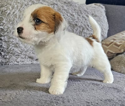 Les chiots de Jack Russell Terrier