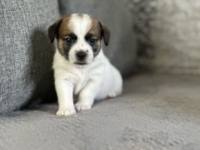 Les chiots de Jack Russell Terrier