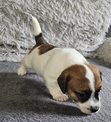 Les chiots de Jack Russell Terrier