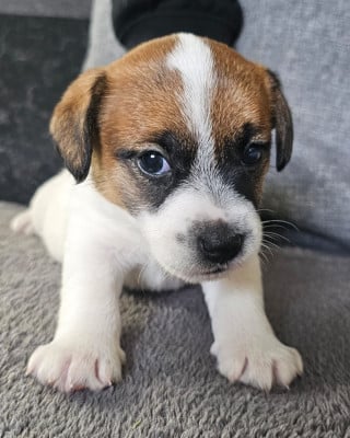 Les chiots de Jack Russell Terrier