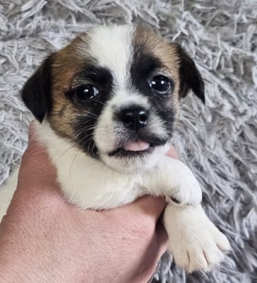 Les chiots de Jack Russell Terrier