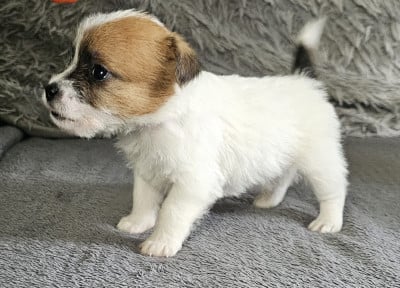 Les chiots de Jack Russell Terrier