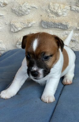 Les chiots de Jack Russell Terrier