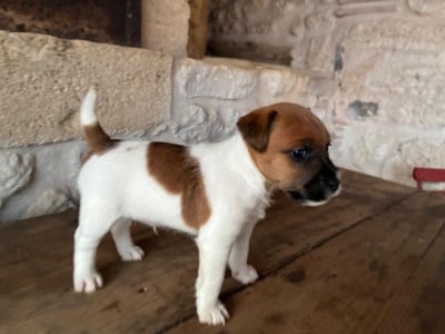 Les chiots de Jack Russell Terrier