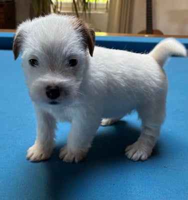 Les chiots de Jack Russell Terrier