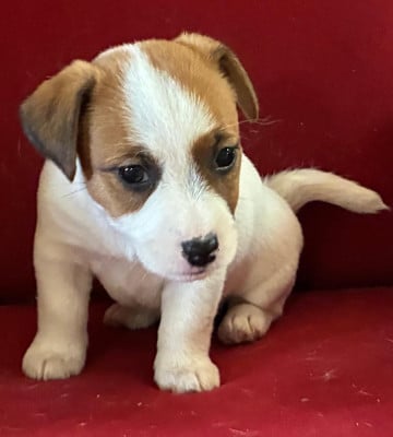 Les chiots de Jack Russell Terrier