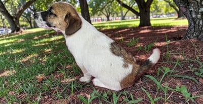 Les chiots de Jack Russell Terrier
