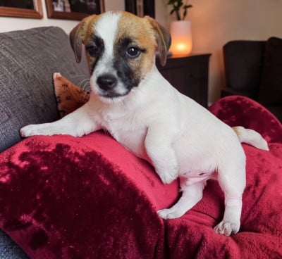 Les chiots de Jack Russell Terrier