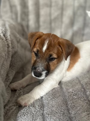 Les chiots de Jack Russell Terrier