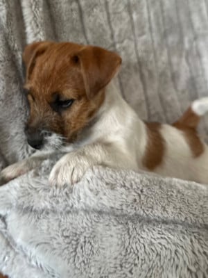 Les chiots de Jack Russell Terrier