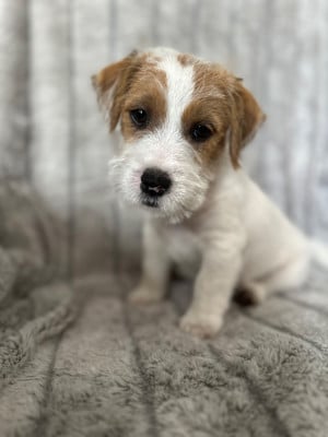 Les chiots de Jack Russell Terrier