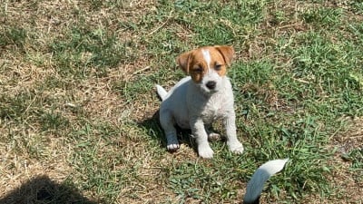 Les chiots de Jack Russell Terrier