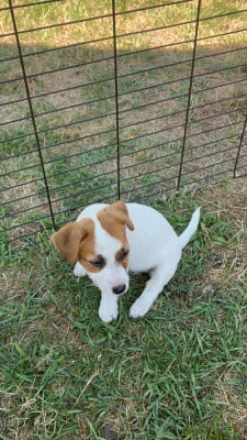 Les chiots de Jack Russell Terrier