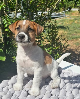 Les chiots de Jack Russell Terrier