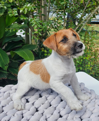 Les chiots de Jack Russell Terrier