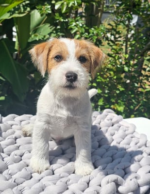 Les chiots de Jack Russell Terrier