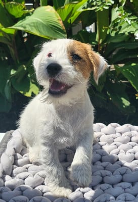 Les chiots de Jack Russell Terrier