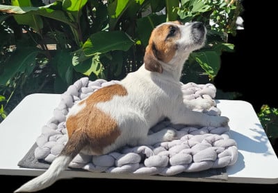 Les chiots de Jack Russell Terrier