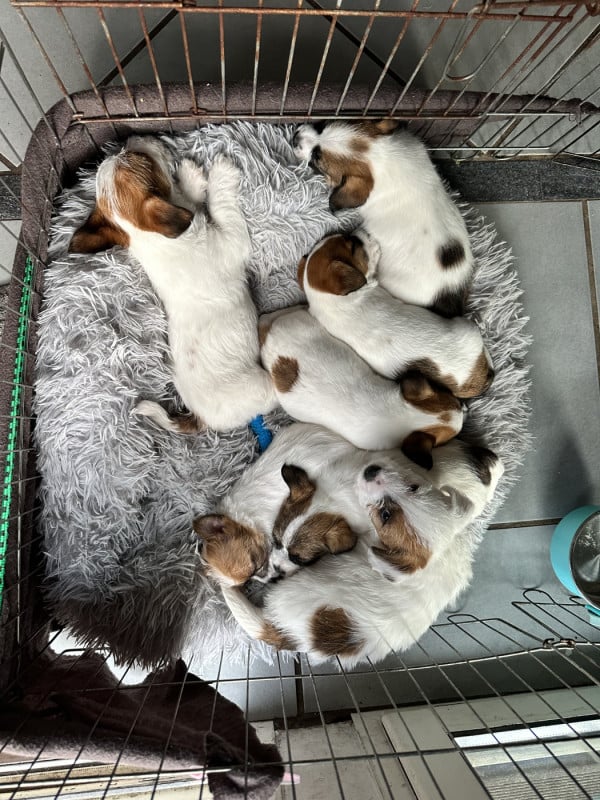 Jack Russell Terrier - Lacus Meduli