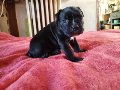 Les chiots de Staffordshire Bull Terrier
