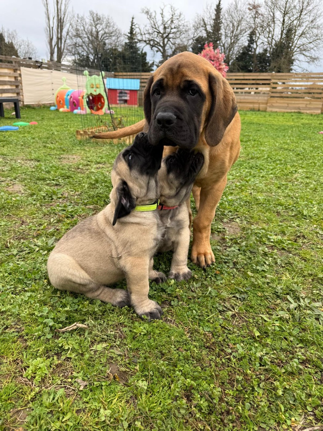 ANGUS De La Villa Giulisario