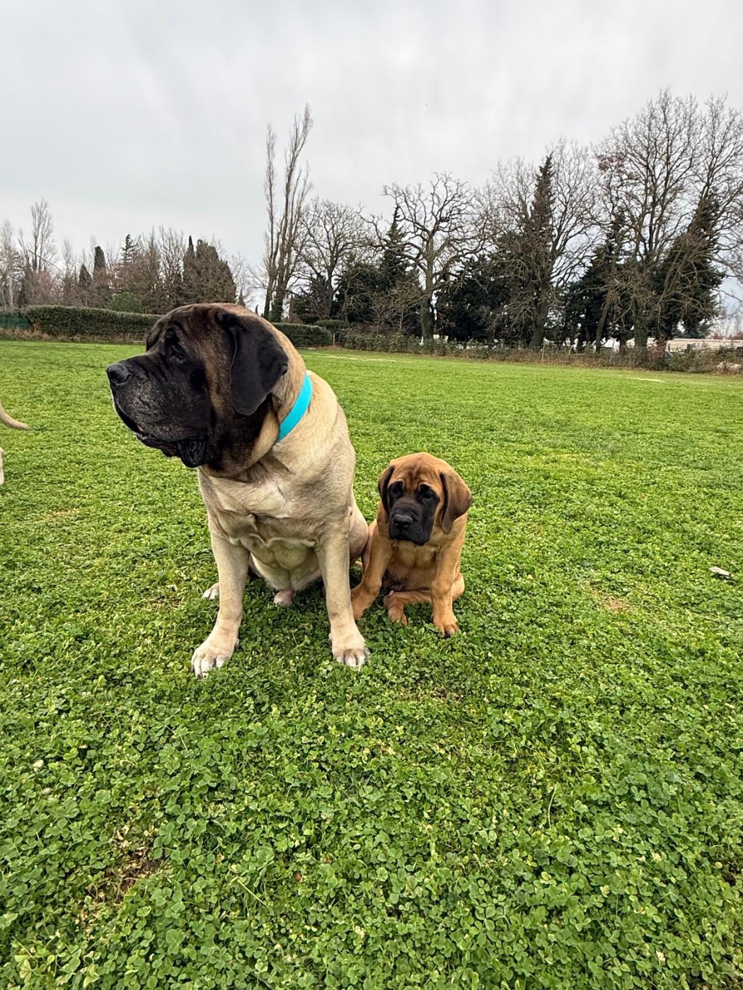 ANGUS De La Villa Giulisario