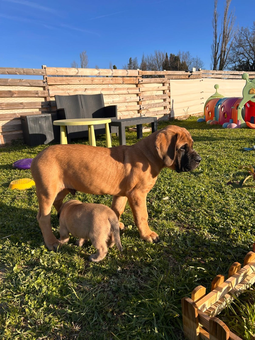 ANGUS De La Villa Giulisario