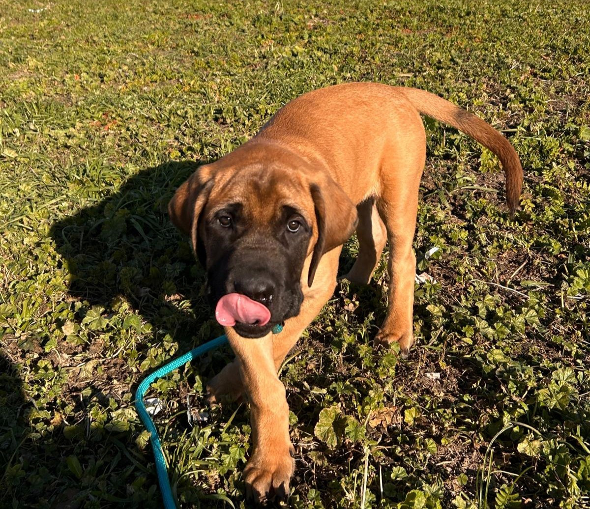 ANGUS De La Villa Giulisario