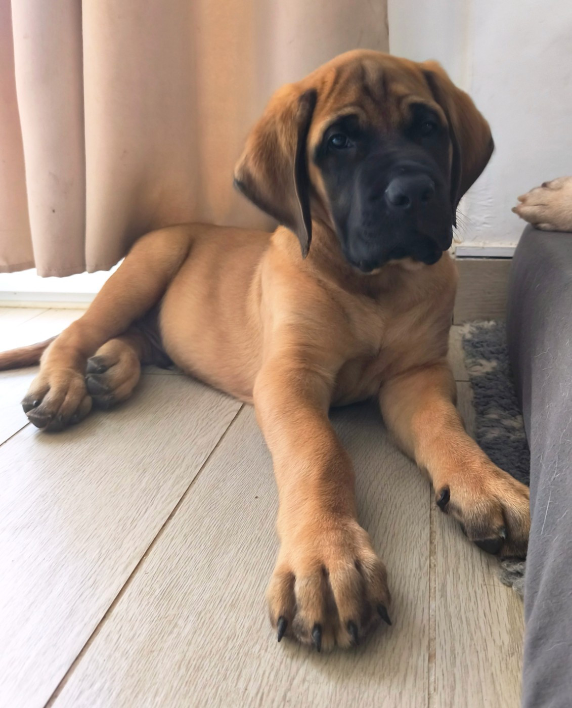 ANGUS De La Villa Giulisario