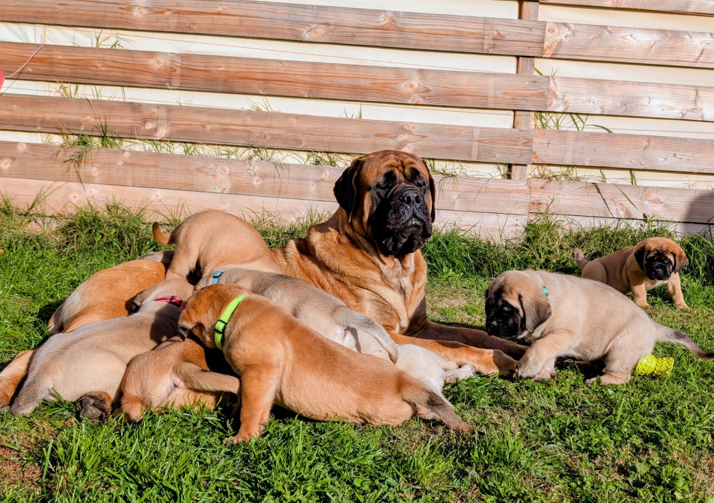 ANGUS De La Villa Giulisario