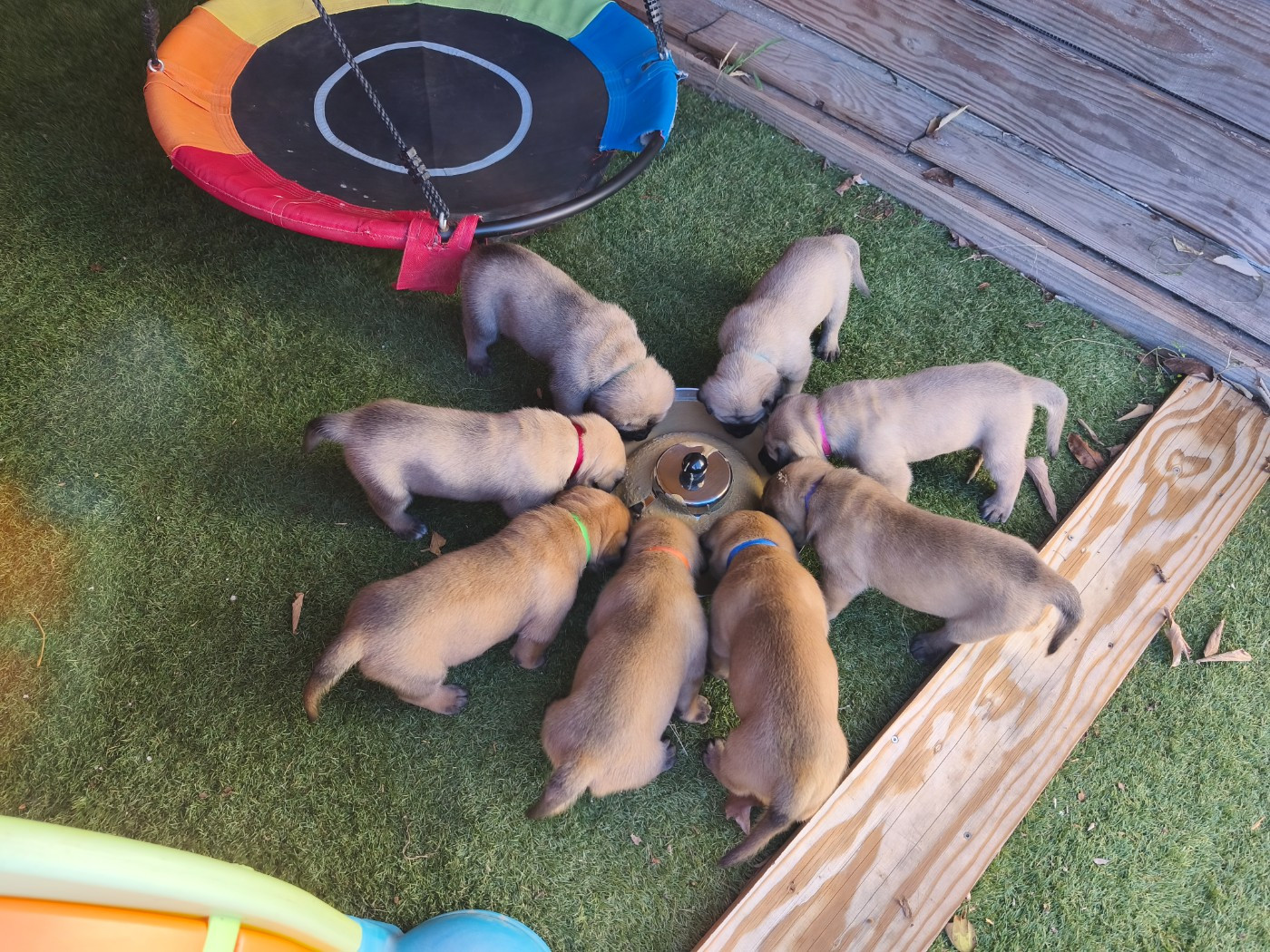 ANGUS De La Villa Giulisario