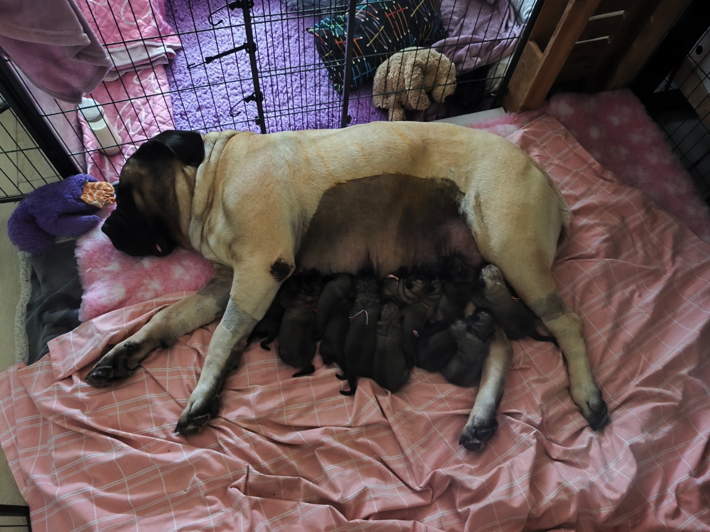 Mastiff - De La Villa Giulisario