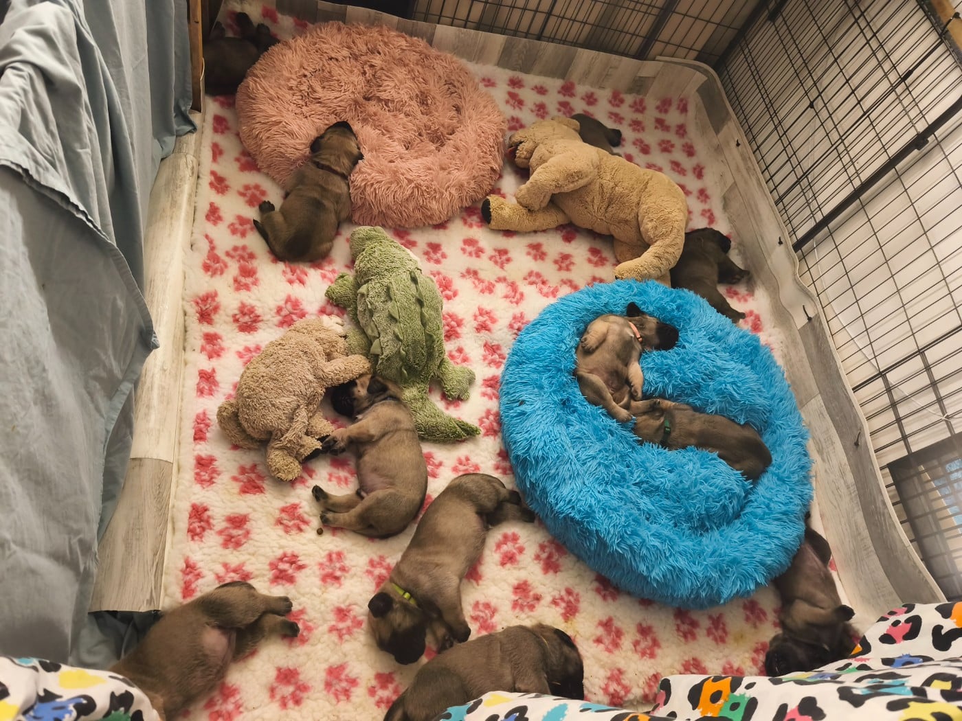 Mastiff - De La Villa Giulisario