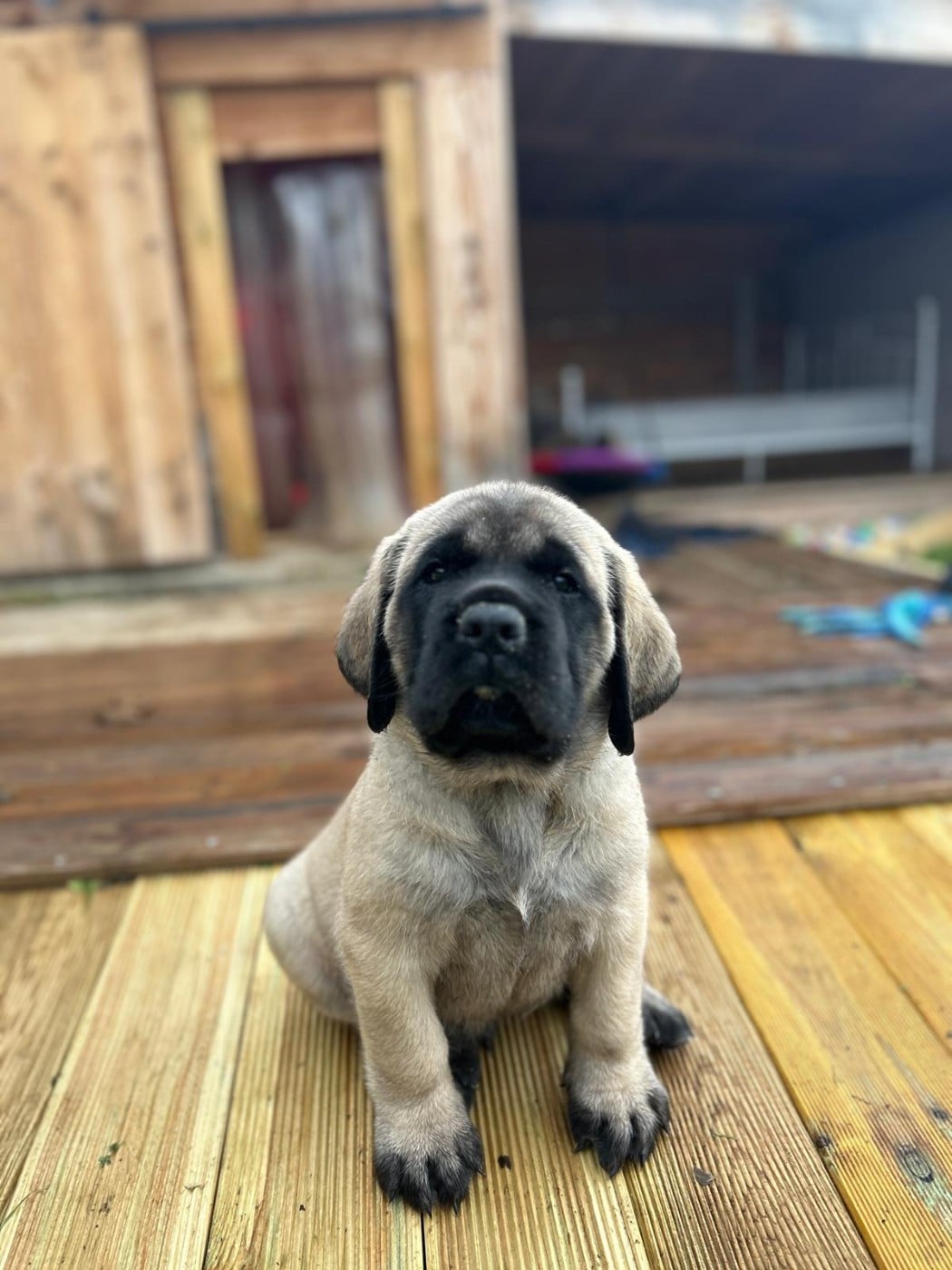 Collier jaune - Mastiff