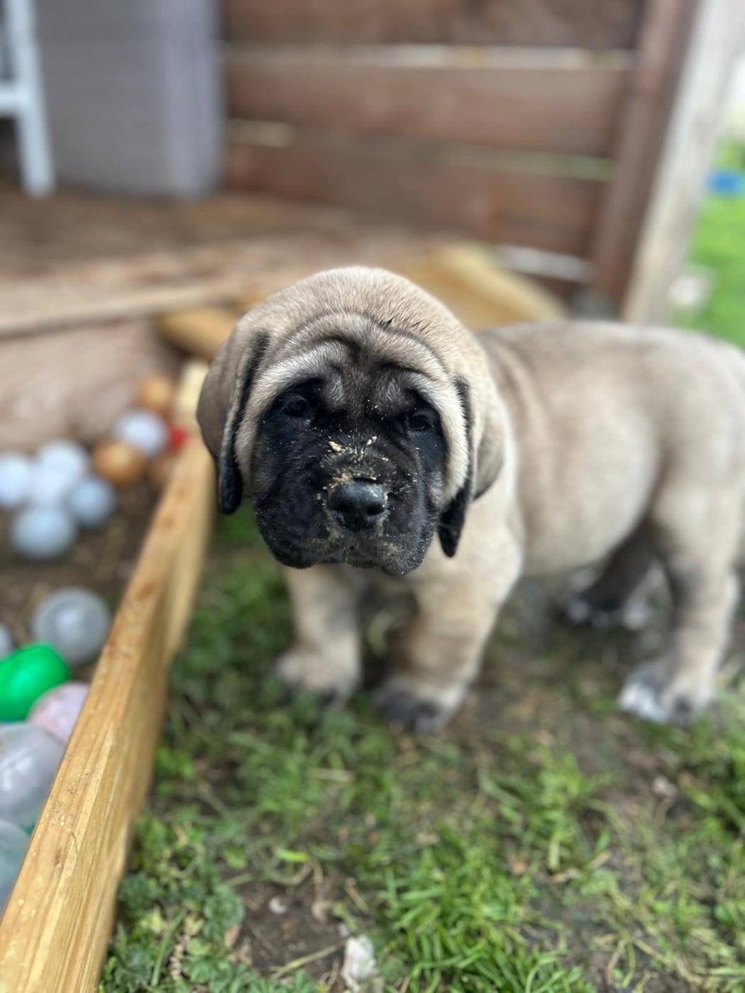 Collier vert - Mastiff