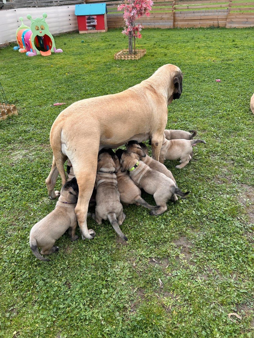 Mastiff - De La Villa Giulisario