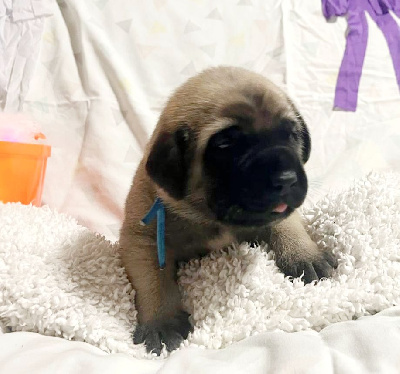 Les chiots de Mastiff