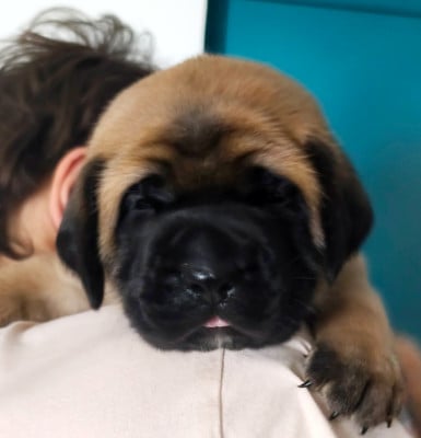 Les chiots de Mastiff