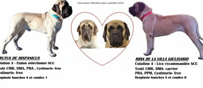 Les chiots de Mastiff