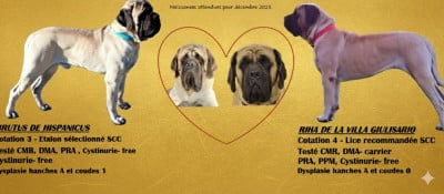 Les chiots de Mastiff