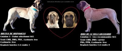 Les chiots de Mastiff