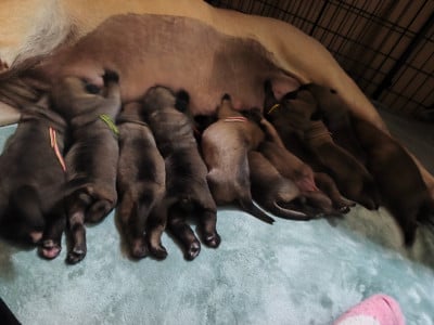 Les chiots de Mastiff