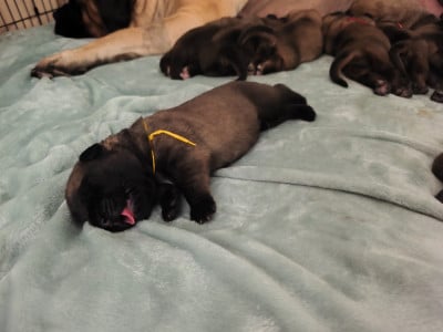 Les chiots de Mastiff