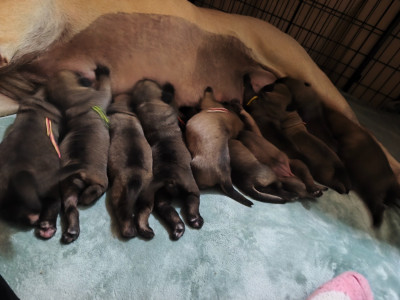 Les chiots de Mastiff