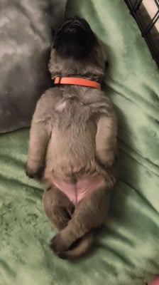 Les chiots de Mastiff